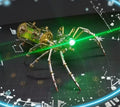 DIY Mechanical Metal Model Kit – 3D Cyberpunk Insect Puzzle, Spider/Scorpion/Mosquito | Gearelo